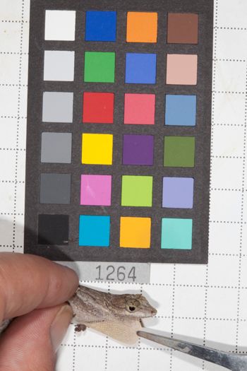 Media type: image;   Herpetology R-190682